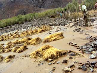 Crops damaged during Ladakh Flash Flood.