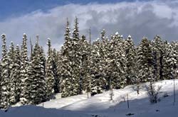 Snow covered Chinar Trees.